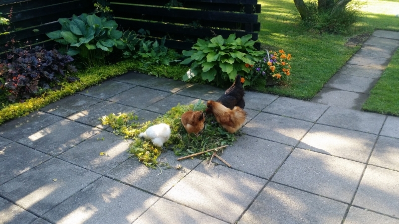 høns i haven